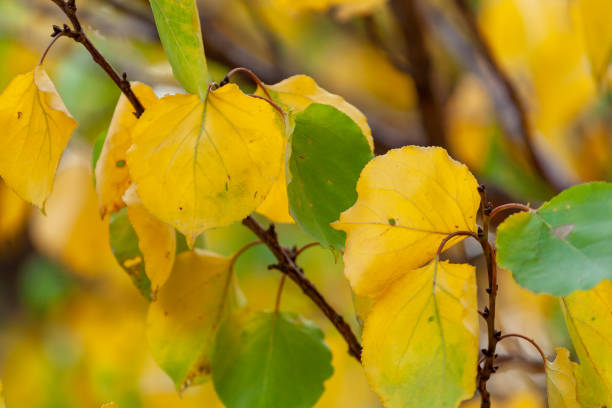 istock Tree branch with autumn leaves. Autumn background 1287920198