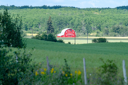 pastoral farm scene in Manitoba in the summer