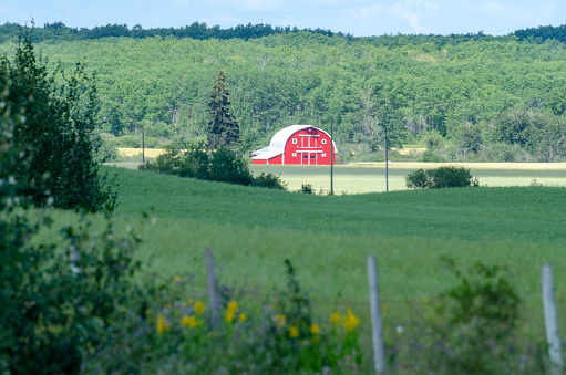 Ancient barn with peeling red paint in western USA, Colorado, USA