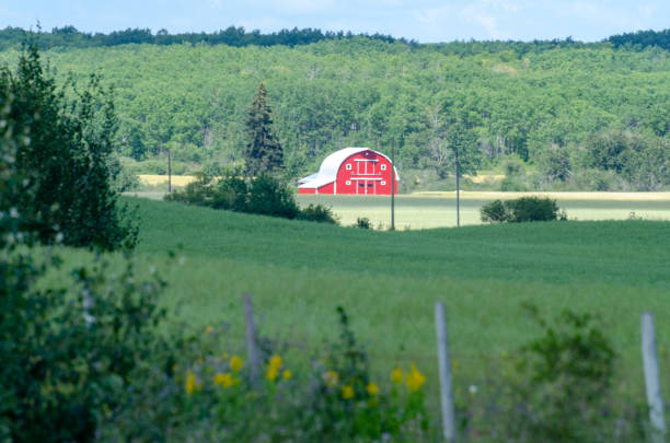 Red barn on farmland in the parkland region of Riding Mountain National Park, Manitoba, Canada pastoral farm scene in Manitoba in the summer riding mountain national park stock pictures, royalty-free photos & images
