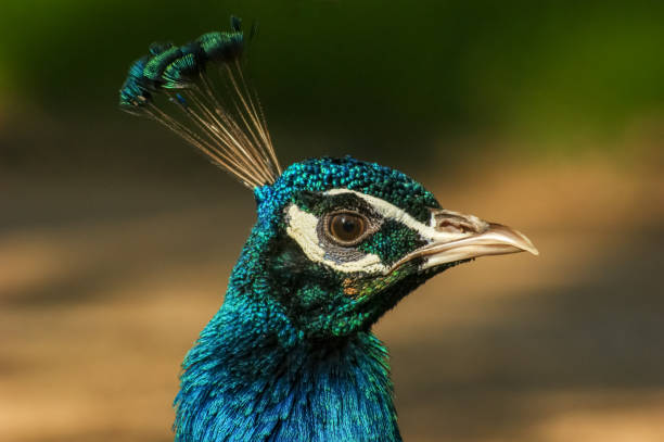 Portrait of a peacock