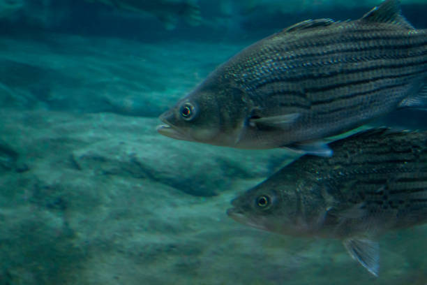 istock Tropical Marine Fish with Black Lines Underwater 1287925282