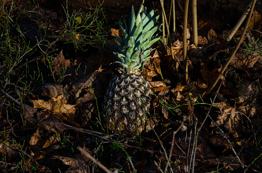 Pineapple in autumn in the forest on fallen leaves and branches, food