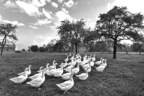 Group of white geese on pasture in black and white