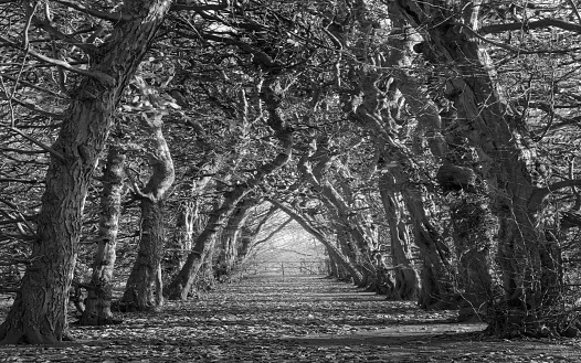 Avenue of majestic trees along footpath in black and white