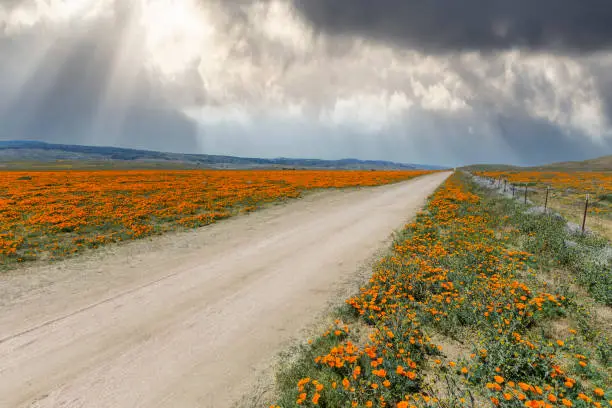 Dirt road and poppy wildflower fields with storm sky near Lancaster, California.