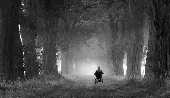 Senior man in wheelchair on footpath with majestic trees
