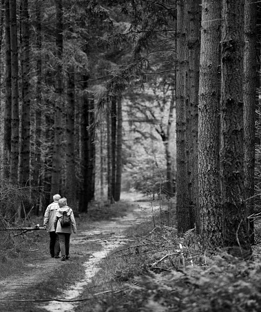 Rear view on senior couple walking on footpath between majestic fir trees in forest