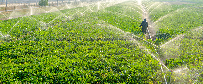 Sprinkler spraying fresh wet water on lush green field