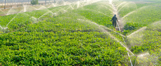 sprinkler spraying fresh wet water on lush green field - watering place imagens e fotografias de stock