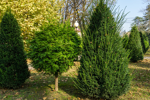 Topiary art of Yew Taxus baccata and thuja in autumn city  street. Formed evergreens in resort area of Goryachiy Klyuch. Krasnodar region. Excellent Nature concept for design. Selective focus