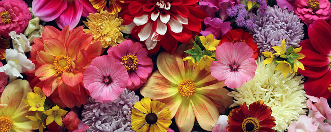 garden flowers as background, top view. bright summer image. floral banner.