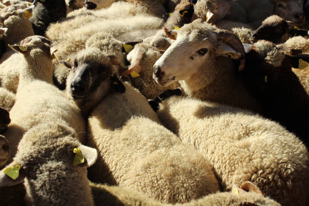 flock of sheep