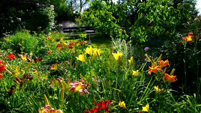 a garden with many daylily flowers in summer