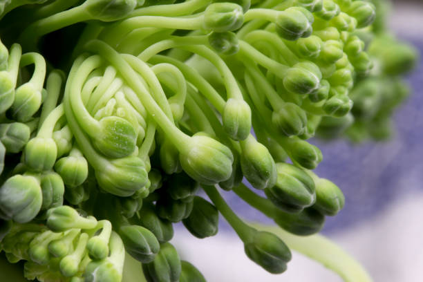 istock close-up of a bunch of broccoli 1287937812