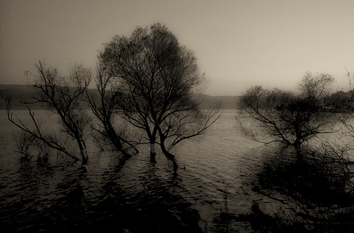 This atmospheric black and white photograph captures a tranquil riverside scene. The calm waters mirror the silhouettes of dense trees on the far bank, creating a serene and almost symmetrical reflection. The overcast sky and the monochrome tones enhance the timeless quality of the landscape, evoking a sense of quiet and solitude. A constructed stone wall runs parallel to the river, adding a hint of human presence to the natural beauty. This image is a striking portrayal of nature's calm, perfect for conveying a mood of peace and stillness.