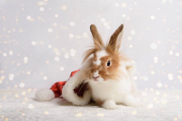 istock A nice rabbit sitting in Santa hat on white background. 1287939424