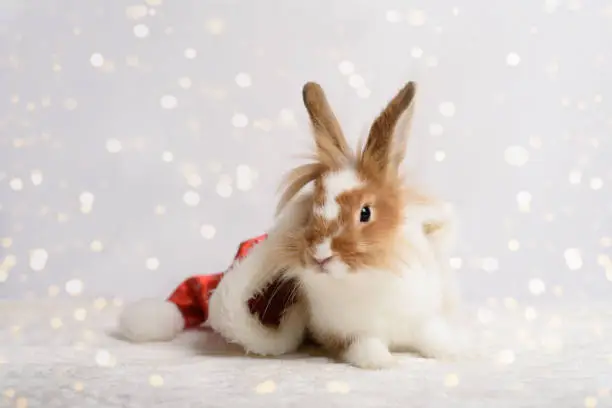 Photo of A nice rabbit sitting in Santa hat on white background.