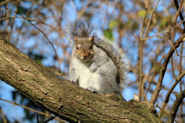 istock Sciurus carolinensis in Hyde Park London, United Kingdom 1287940197