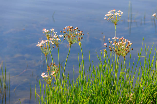fiebre de floración o fiebre de hierba (butomus umbellatus) en una orilla del río - carrizo pequeño fotografías e imágenes de stock