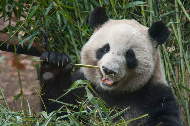 成都保護区のパンダ - panda giant panda china eating ストックフォトと画像