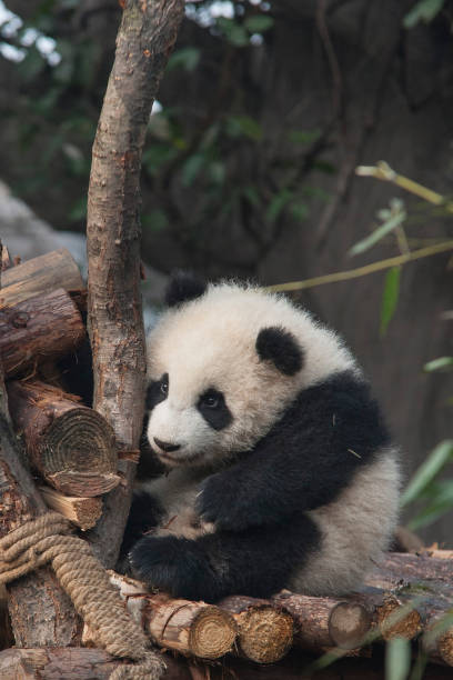 istock Panda from the Chengdu reserve 1287942454