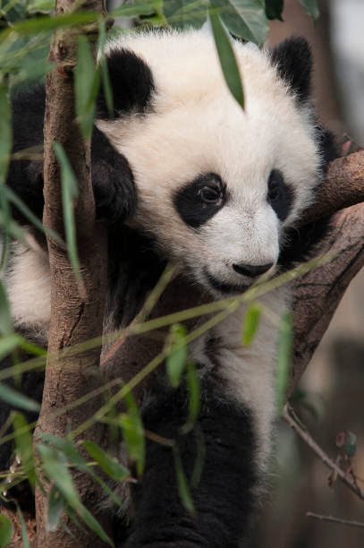 istock Panda from the Chengdu reserve 1287942460