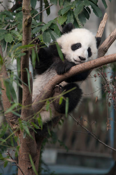 istock Panda from the Chengdu reserve 1287942469