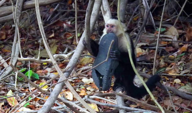 カプチンモンキーズ - brown capuchin monkey ストックフォトと画像