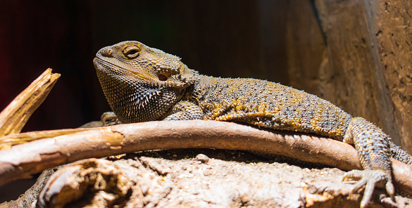 agama, animal, aureate, aussie, bearded, bearded dragon, body, branch, brown, claw, closeup, desert, dragon, eye, fauna, food chain, golden, grass, horrible, iguana, isolated, lizard, locust, nature, orange, pet, pogona, portrait, prey, reptile, reptilian, sand, scale, skin, spike, spiked, squamata, studio shot, terrarium, texture, thorn, tongue, tropical, untrodden, vertebrate, vitticeps, wild, wildlife, yellow, zoo