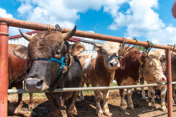 Muslim holiday. Eid al-Adha. Cows, oxen and calves waiting for the order of sacrifice for Eid al-Adha. Cows and oxen waiting in line on the farm. Farm animals. Muslim holiday. Eid al-Adha. Cows, oxen and calves waiting for the order of sacrifice for Eid al-Adha. Cows and oxen waiting in line on the farm. Farm animals. sacrifice stock pictures, royalty-free photos & images