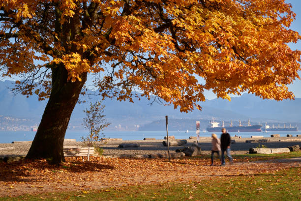 Autumn colours on the shore of English Bay. The Coast Mountains rise in the background. British Columbia, Canada.