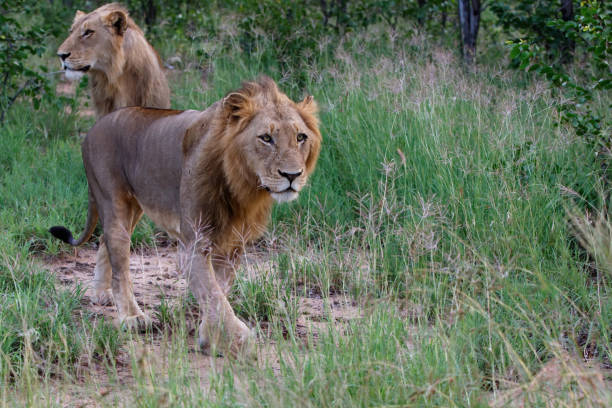 istock Lion male in Timbavati Game Reserve 1287946644