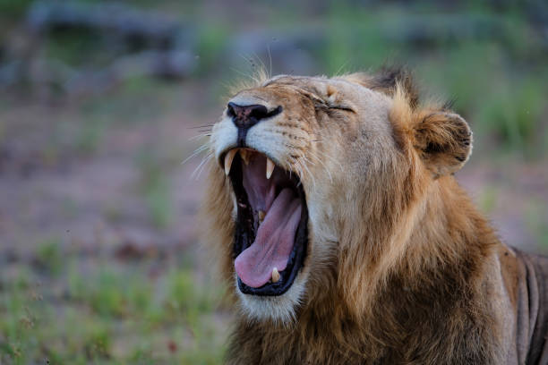 istock Lion male in Timbavati Game Reserve 1287946649