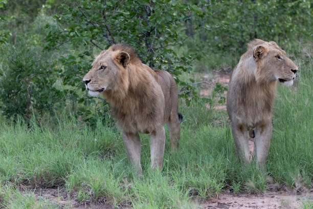istock Lion male in Timbavati Game Reserve 1287946670
