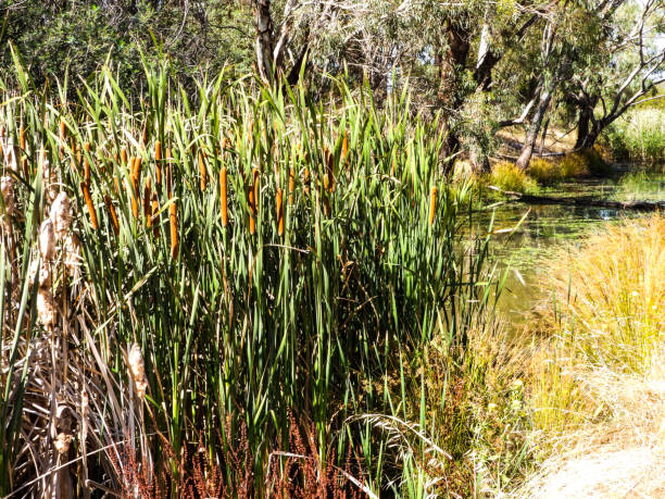 Wetland  and Reeds in Cussen Park