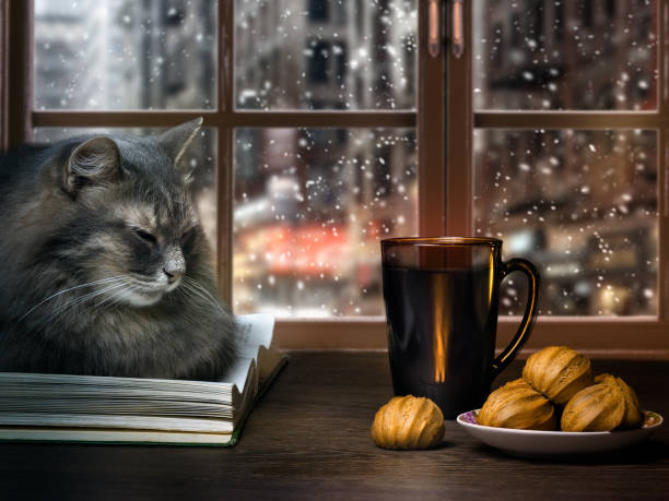 istock Cat in the evening on the window 1287946798
