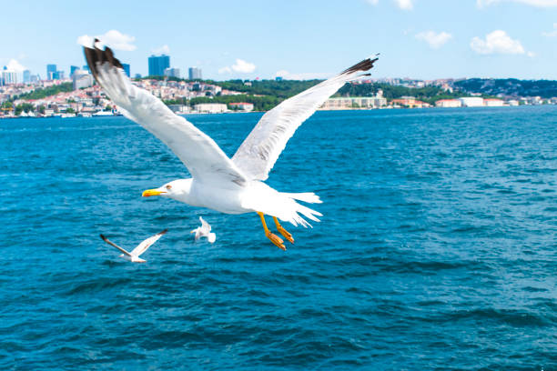 seagull flying above the sea. seagull flying over the Bosphorus