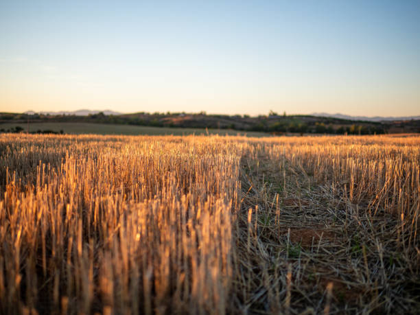 istock Close-up sunset photo of freshly mowed cereal fields 1287950165