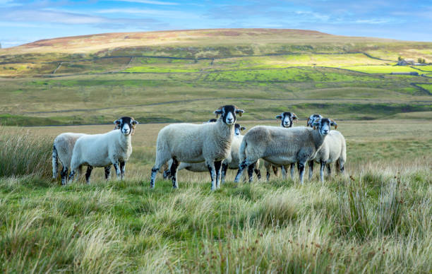 owce swaledale na wysokich wrzosowiskach w arkengarthdale w yorkshire dales, wielka brytania - swaledale zdjęcia i obrazy z banku zdjęć