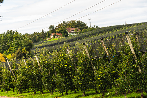 Puch bei Weiz town on apple street famous for apple orchards in region Styria. Apple cultivation.