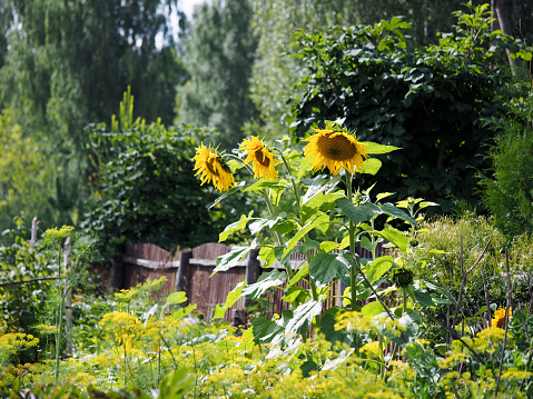 Large sunflowers in the village garden