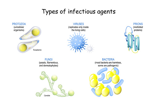 pathogens. Types of infectious agents from prions and viruses, to bacteria, fungi and unicellular organisms. vector icons on white background.