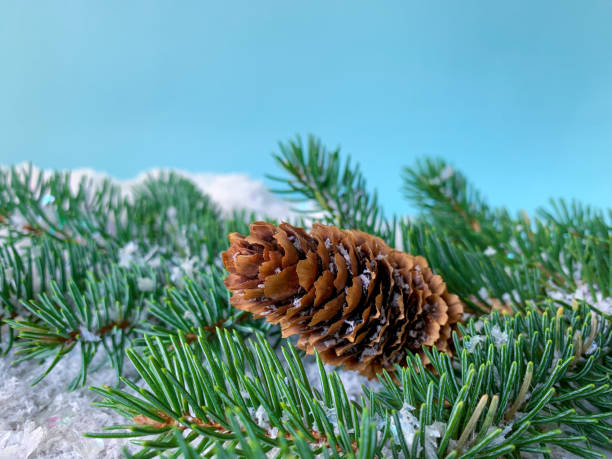istock Close up winter fir tree branch with snowy pine cone over snow surface. 1287952604