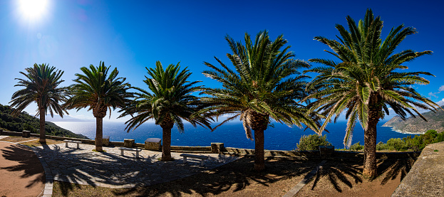 A row of Palm Trees with a fantastic view of the Mediterranean sea at main square of the mountain village Canari, Cap Corse, Corsica, France