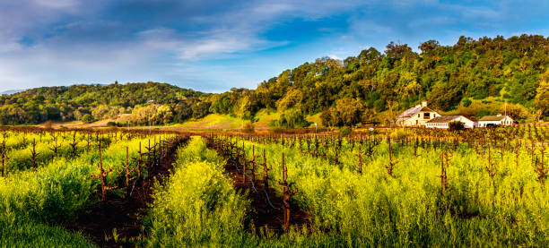 vigneto con senape gialla e fienile - vineyard sonoma county california panoramic foto e immagini stock