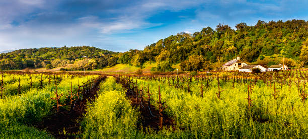 виноградник с желтой горчицей и амбаром - vineyard sonoma county california panoramic стоковые фото и изображения
