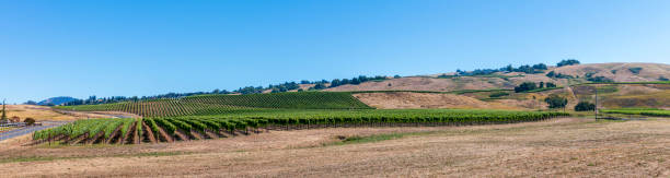 panno da vigneto - vineyard sonoma county california panoramic foto e immagini stock