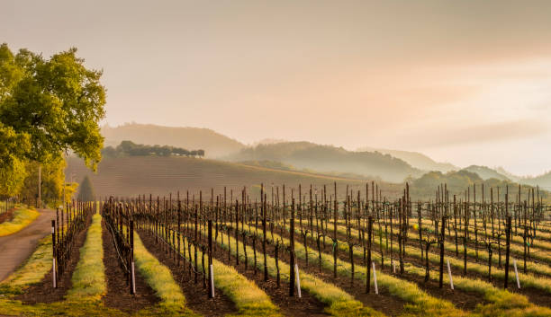 a vineyard at sunset stock photo