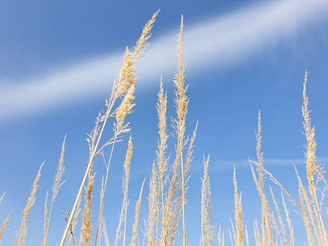 View of tall wild grass against the sky. Background blur bokeh